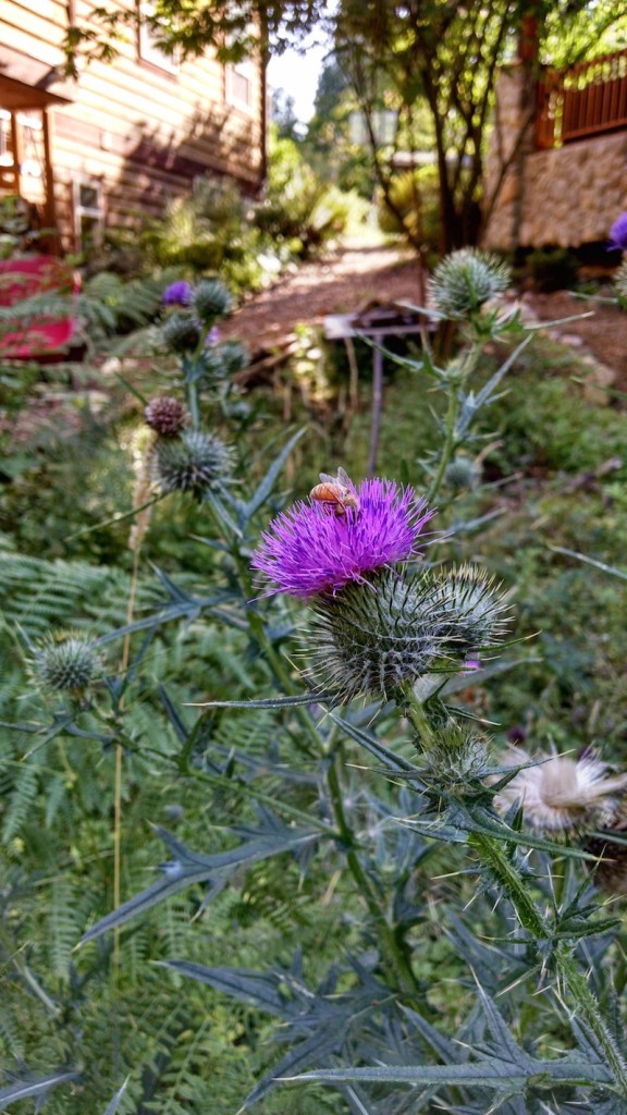 bee_and_thistle